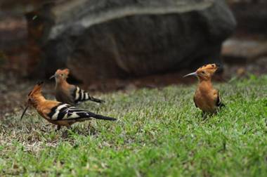 A Knights Rest Guesthouse