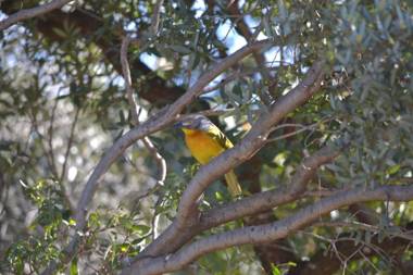 Lydall Wild Tranquil Garden Suites