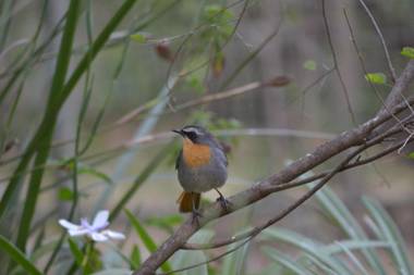 Lydall Wild Tranquil Garden Suites
