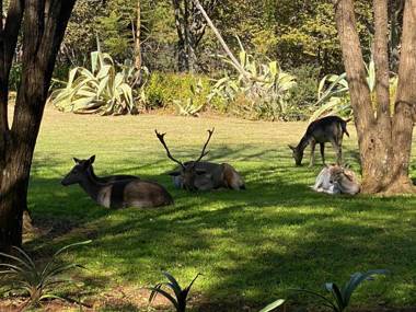 Tamryn Manor Guest House