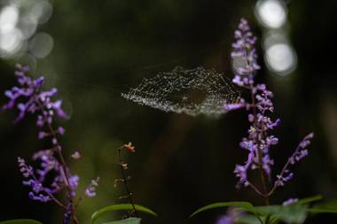 Away with the Fairies