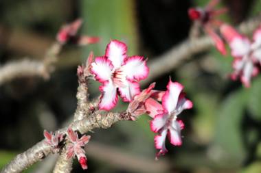 Switsongo Boutique B&B