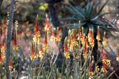 Switsongo Boutique B&B