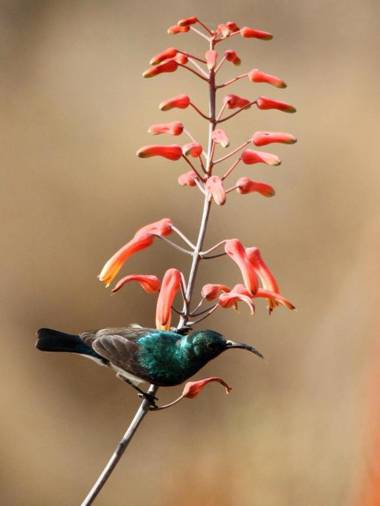 Switsongo Boutique B&B