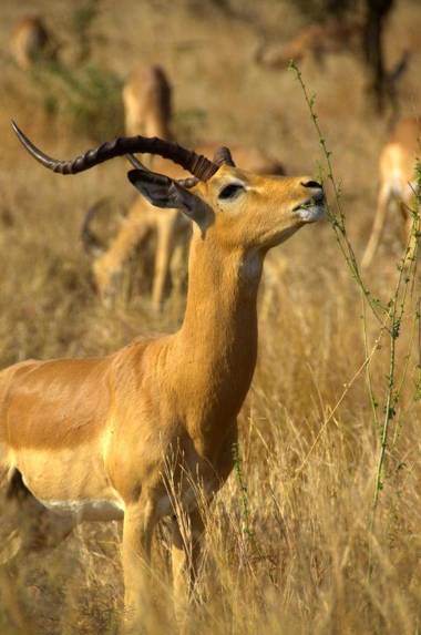 Moholoholo Mountain View