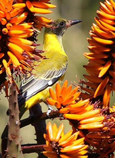 Ekuthuleni River Front Chalets
