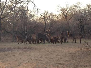THE BAOBAB BUSH LODGE no self catering tv in lapa