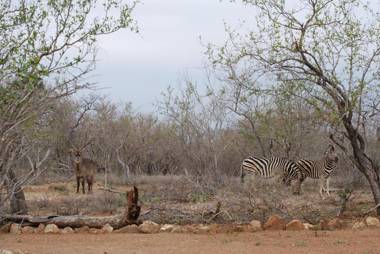 THE BAOBAB BUSH LODGE no self catering tv in lapa