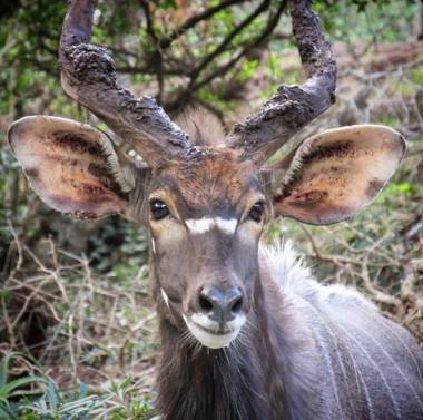 Leopard's Lair Bush Lodge