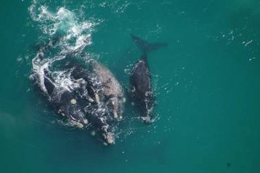 Lavender Manor Guest Lodge