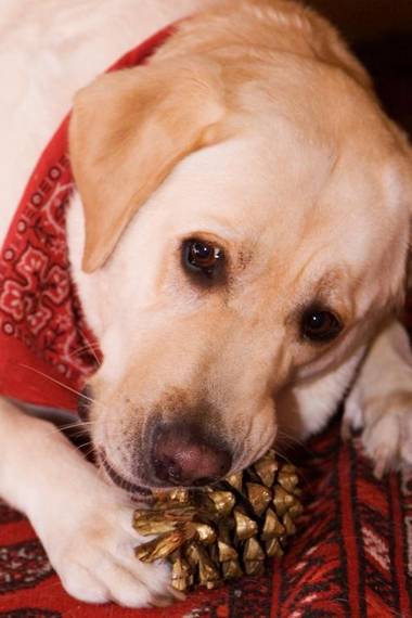 Brown Jug Guest House