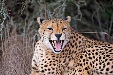 Hlosi Game Lodge - Amakhala Game Reserve