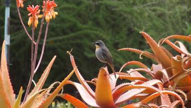 Wind-Rose Guest House