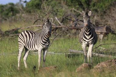 Horseshoe Game Reserve