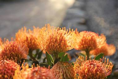 Houtkapperspoort Mountain Cottages