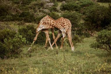 Bush Lodge (Amakhala GR)