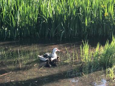 TreeTopia Guesthouse