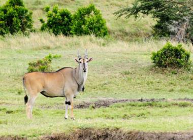 Mount Savannah Lodge