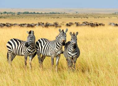 Mount Savannah Lodge