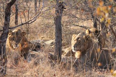 isiLimela Game Lodge