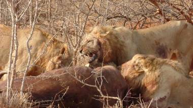 isiLimela Game Lodge