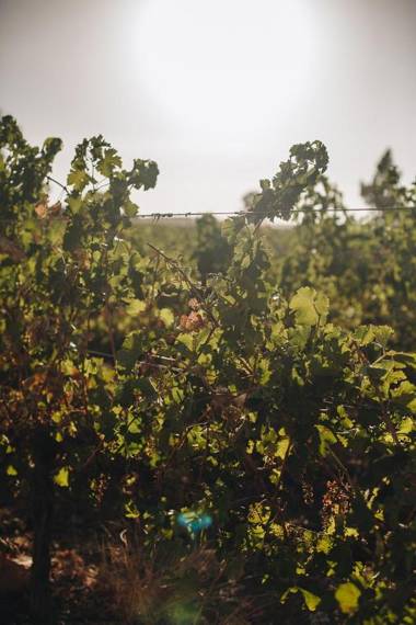 Leipzig Country House & Winery