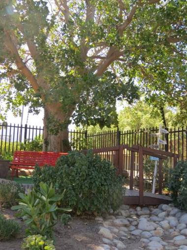 Coral Tree Guest Rooms