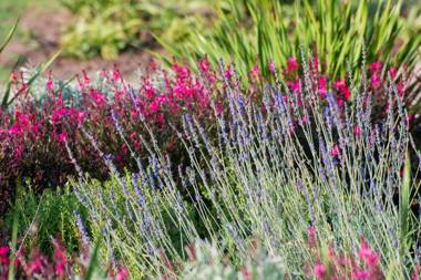 Brahman Hills - Gardens Hotel & Cottages