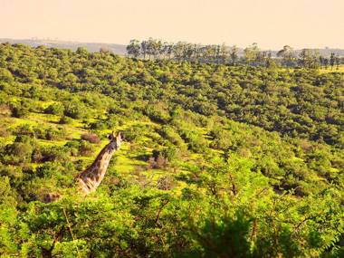 Premier Resort Mpongo Private Game Reserve