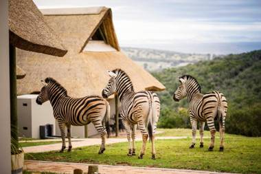 Jbay Zebra Lodge