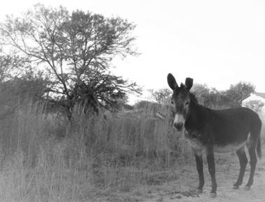Donkerhoek Country Living