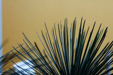 The Hedge Guesthouse