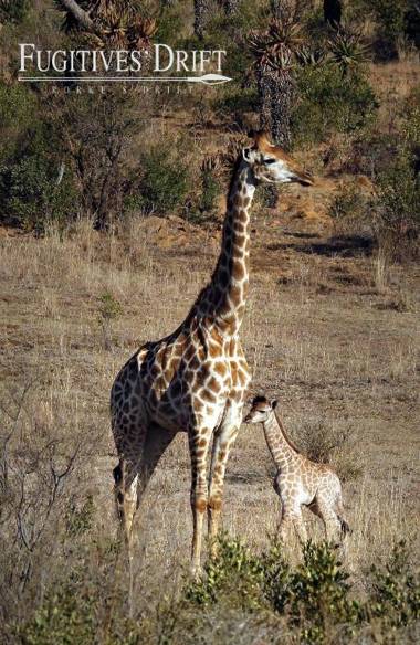 Fugitives Drift Guest House