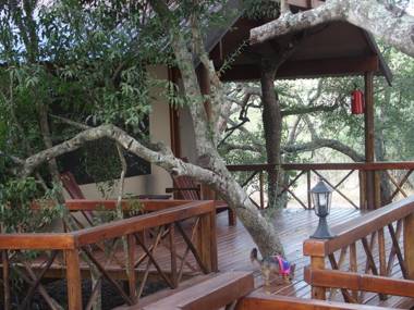 Lion Tree Top Lodge