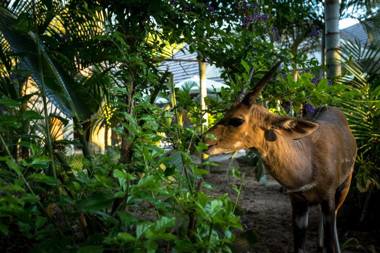 Pezulu Tree House Lodge