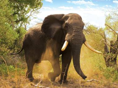 Tembe Elephant Park Lodge