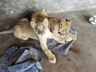 Thandabantu Game Lodge