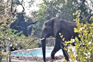 Baluleni Safari Lodge