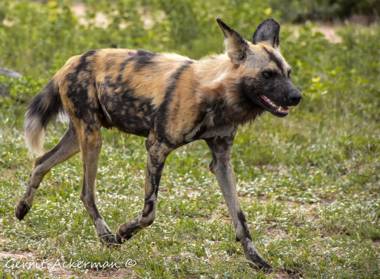 Elephant Plains Game Lodge