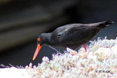Walkerbay Accommodation