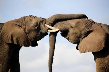 Knysna Elephant Park Lodge