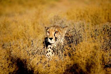 Inverdoorn Game Reserve Lodge