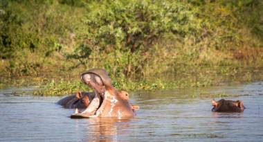 AfriCamps at White Elephant Safaris