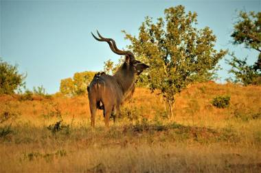 Msandile River Lodge