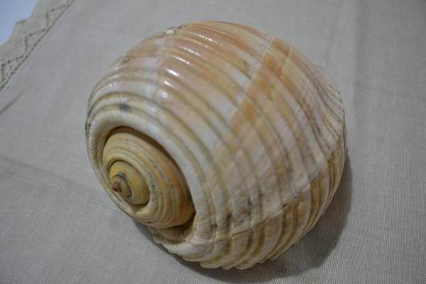 Kela's SEASHELL Art Decor Studio