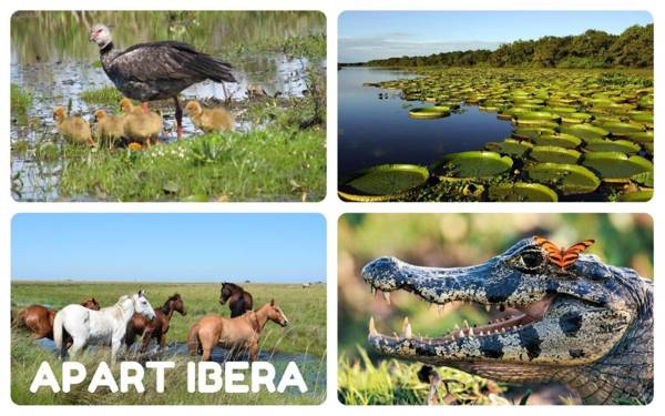 Apart Iberá