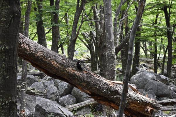 South B&B El Calafate
