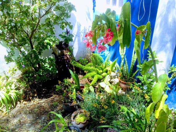 RAIZ DEL CIELO entre 2 jardines de ensueño