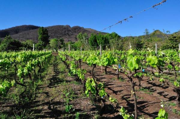 Finca Cielo Verde