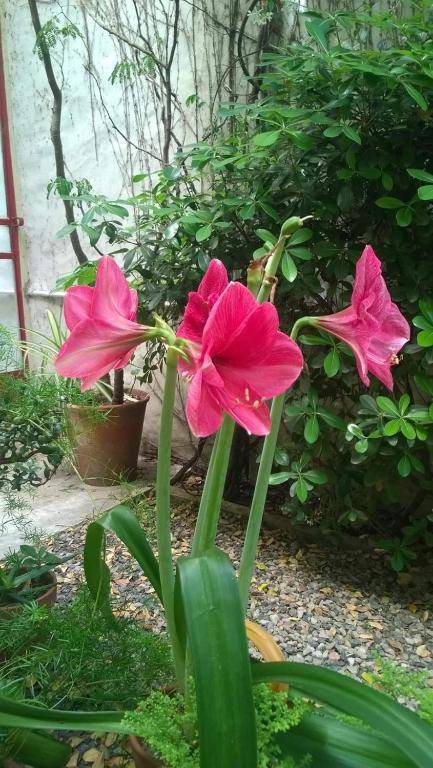 Palermo Viejo Bed & Breakfast